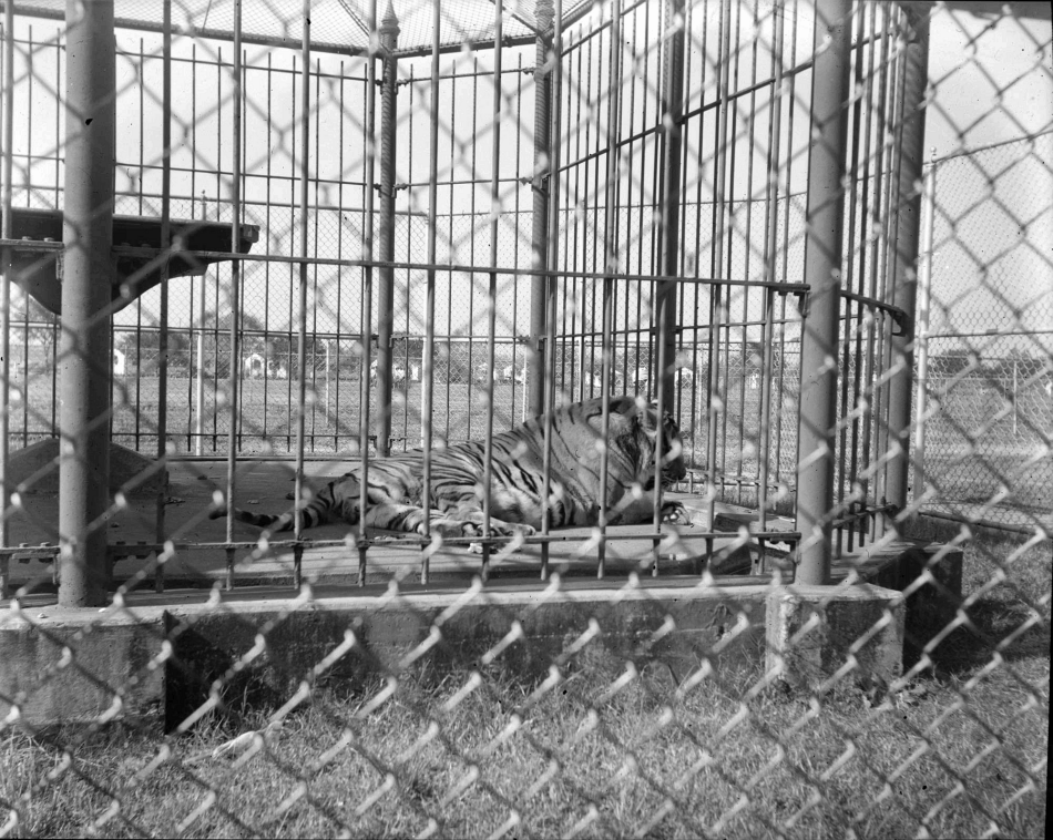 TodayInNewOrleansHistory/1954December4FirstMikeTheTigerInCageLSUNOPL.gif